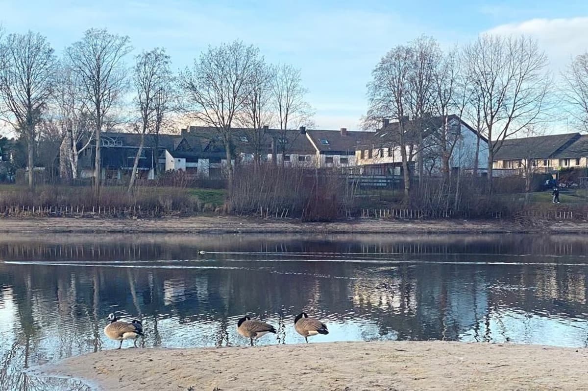 Gänse am Ufer des Dedingerheide Sees